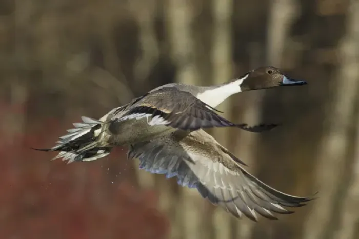 Framed Print : Northern Pintail Drake Framed Print : Northern Pintail Drake