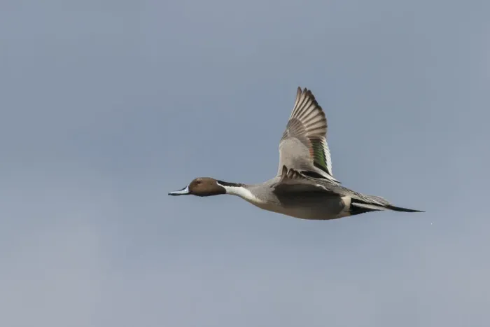 Framed Print : Northern pintail drake Framed Print : Northern pintail drake