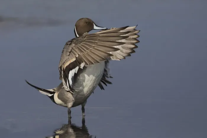 Framed Print : Northern Pintail Drake drying wings Framed Print : Northern Pintail Drake drying wings
