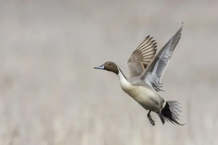Framed Print : Northern pintail drake flying