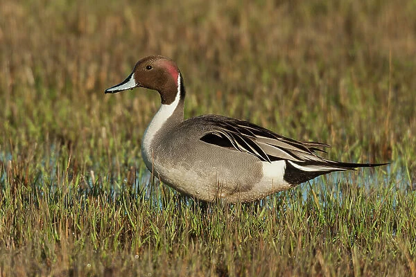 Northern pintail drake, foraging in flooded farmers field, USA, Oregon