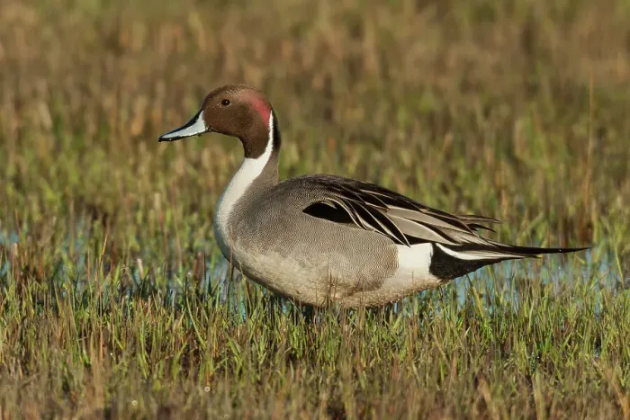 Framed Print : Northern pintail drake, foraging in flooded farmers field, USA, Oregon Framed Print : Northern pintail drake, foraging in flooded farmers field, USA, Oregon