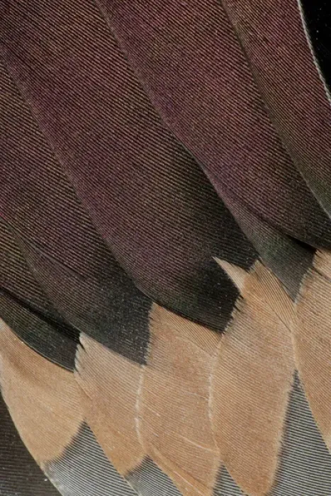 Framed Print : Northern Pintail Drake Wings fanned out Framed Print : Northern Pintail Drake Wings fanned out