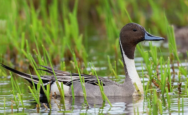 Northern pintail duck, foraging in flooded agriculture field, migration stop, USA, Washington