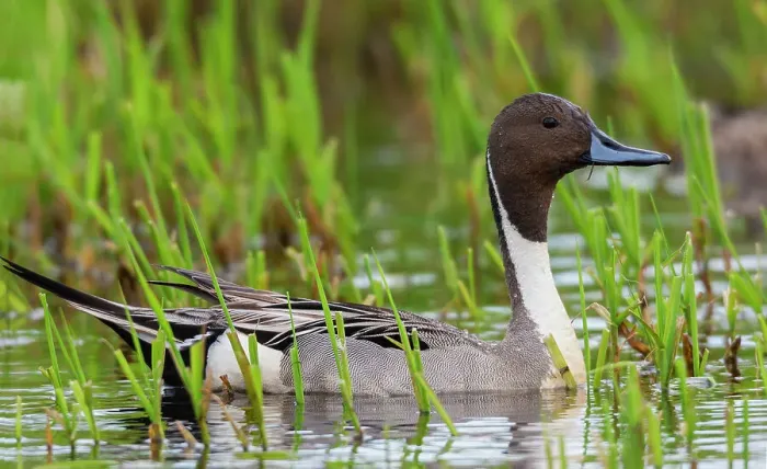 Framed Print : Northern pintail duck, foraging in flooded agriculture field, migration stop, USA, Washington