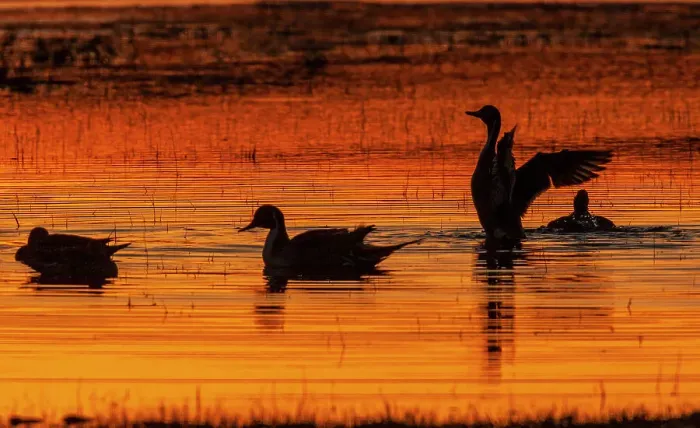 Framed Print : Northern pintail duck, foraging in flooded agriculture field, migration stop, USA, Oregon