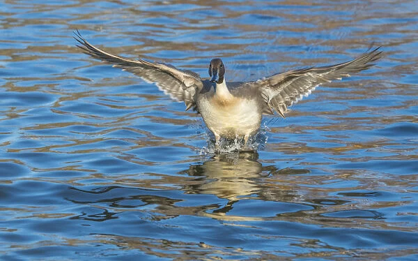 The northern pintail is a duck with wide geographic distribution that breeds in the