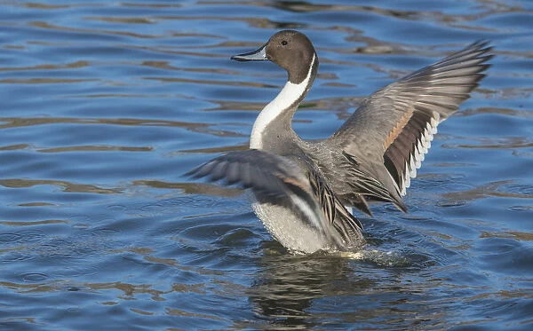 The northern pintail is a duck with wide geographic distribution that breeds in the