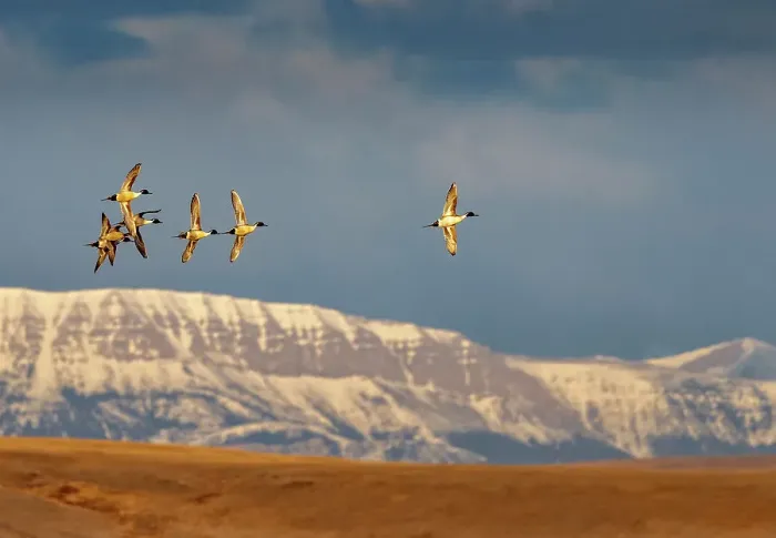 Framed Print : Northern Pintail ducks in courtship flight at Freezeout Lake Wildlife Management Area near Choteau, Montana, USA Framed Print : Northern Pintail ducks in courtship flight at Freezeout Lake Wildlife Management Area near Choteau, Montana, USA