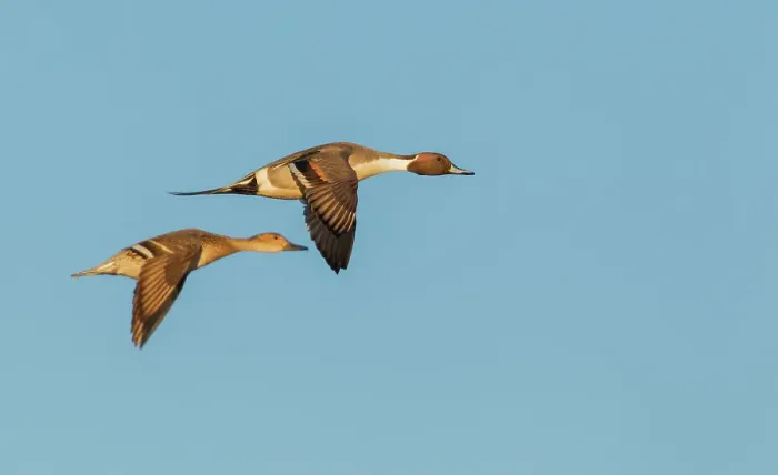 Framed Print : Northern pintail ducks, spring migration, USA, Washington State Framed Print : Northern pintail ducks, spring migration, USA, Washington State