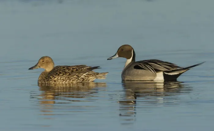 Framed Print : Northern pintail pair Framed Print : Northern pintail pair