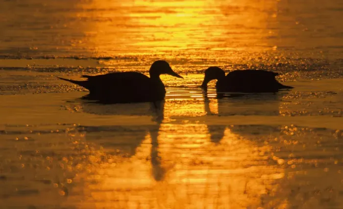 Framed Print : Northern pintail pair at dawn Framed Print : Northern pintail pair at dawn