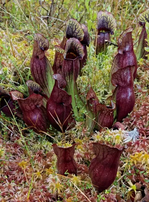 Framed Print : Northern Pitcher Plant, Sarracenia purpurea, in Sphagnum moss, Hiawatha National Forest