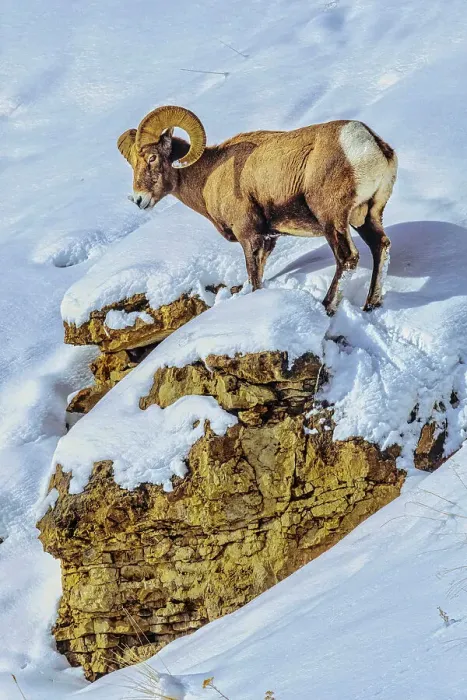 Framed Print : Northern range of Yellowstone National Park