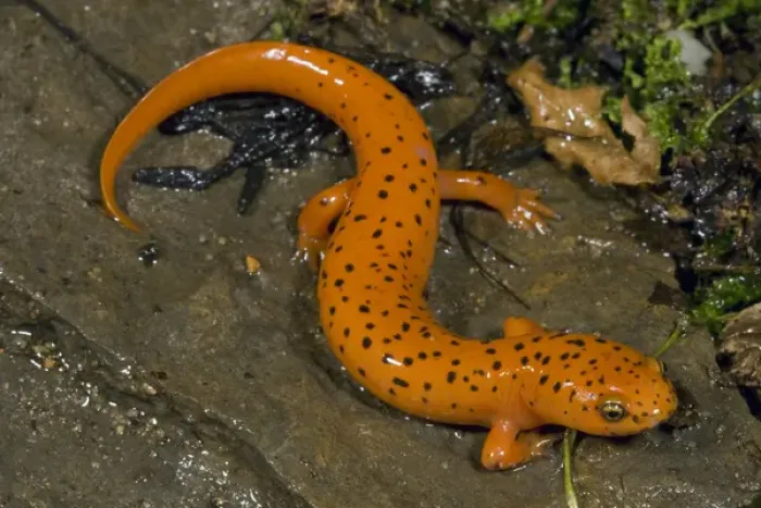 Framed Print : Northern Red Salamander, Pseudotrition ruber, along stream in Central Pennsylvania, USA