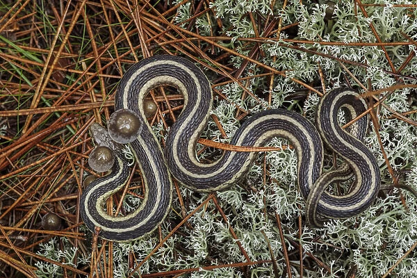 Northern Ribbon Snake, Upper Peninsula of Michigan