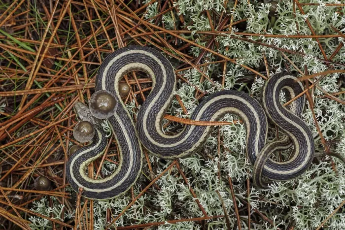 Framed Print : Northern Ribbon Snake, Upper Peninsula of Michigan