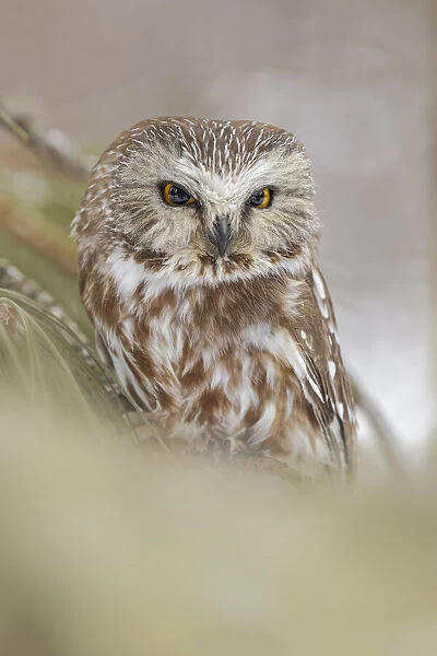 Northern saw-whet owl, Aegolius acadicus, controlled situation, Montana