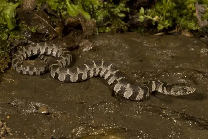 Framed Print : Northern Water Snake, Nerodia sipedon, is resting in a streambed in Central PA, USA