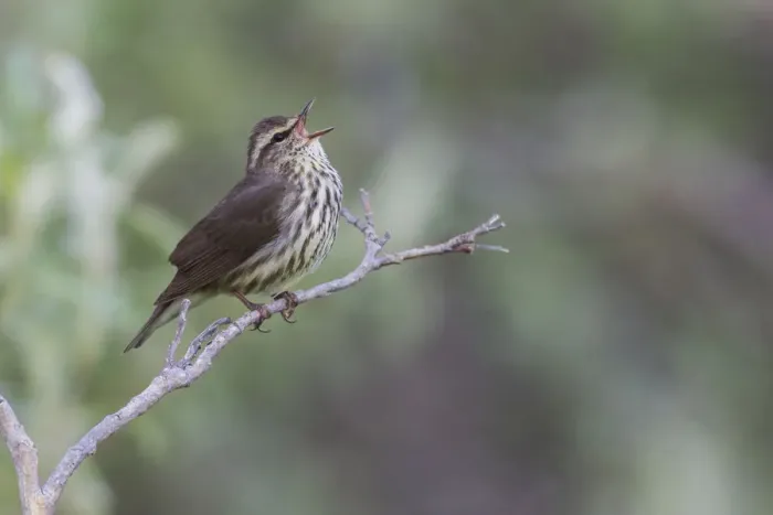 Framed Print : Northern waterthrush singing Framed Print : Northern waterthrush singing