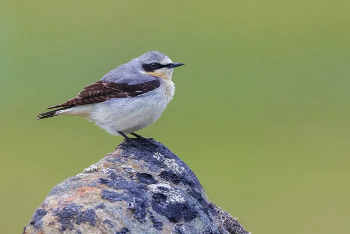 Framed Print : Northern wheatear at home in the arctic tundra habitat of the Seward Peninsula, Alaska