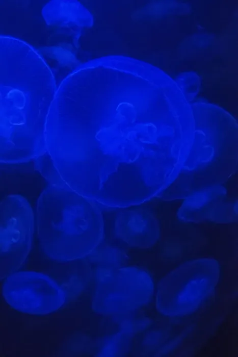 Framed Print : Norwalk Aquarium, Norwalk, CT, U. S. A. Captive. Jellyfish in blue enclosure