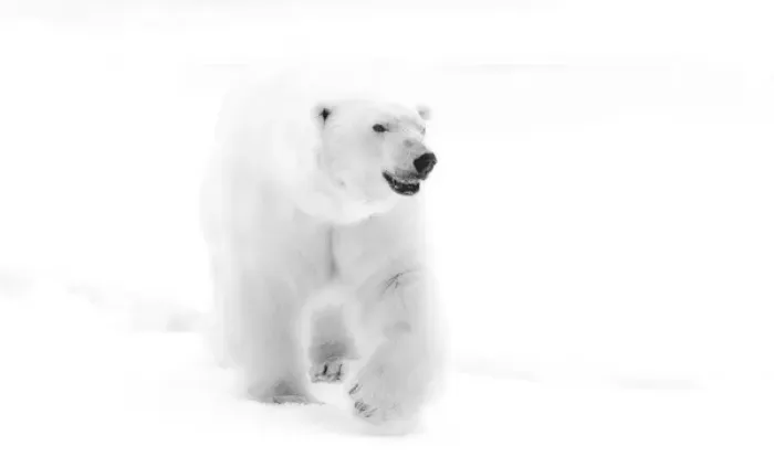 Framed Print : Norway, Arctic Ocean, Svalbard. Walking polar bear. Young / Jaynes Gallery / DanitaDelimont Framed Print : Norway, Arctic Ocean, Svalbard. Walking polar bear. Young / Jaynes Gallery / DanitaDelimont