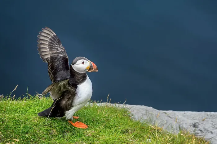 Framed Print : Norway, Finnmark, Loppa. Atlantic Puffin at their nesting cliffs