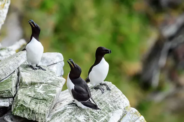 Framed Print : Norway, Finnmark, Loppa. Razorbill (Alca torda) gathered on a nesting cliff Framed Print : Norway, Finnmark, Loppa. Razorbill (Alca torda) gathered on a nesting cliff