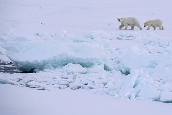 Norway, High Arctic. Polar bear mother and cub on sea ice