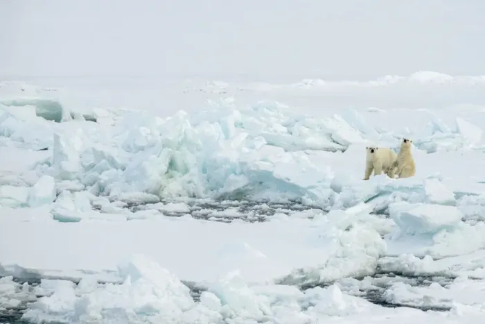 Framed Print : Norway, High Arctic. Polar bear mother and cub on sea ice Framed Print : Norway, High Arctic. Polar bear mother and cub on sea ice