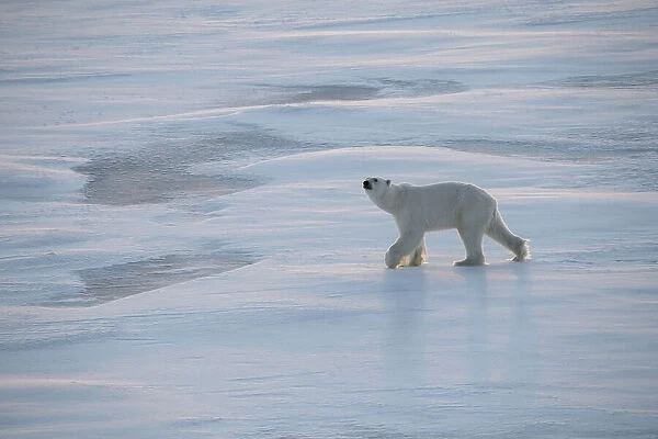 Norway, High Arctic. Underweight polar bear on sea ice at dusk