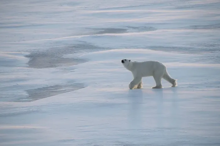Framed Print : Norway, High Arctic. Underweight polar bear on sea ice at dusk