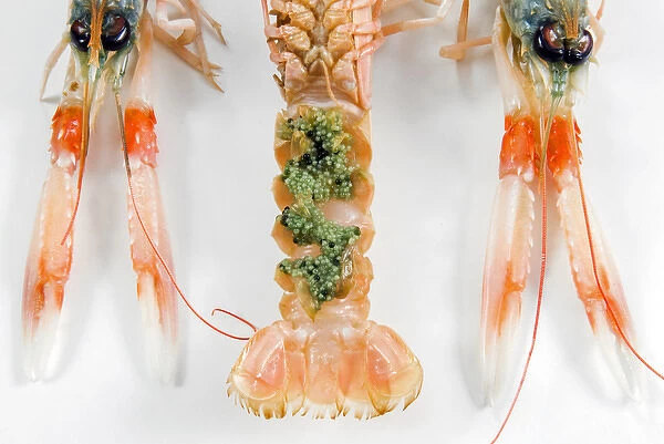 Norway lobster or Dublin Bay prawn, or langoustine or scampi, (Nephrops norvegicus)