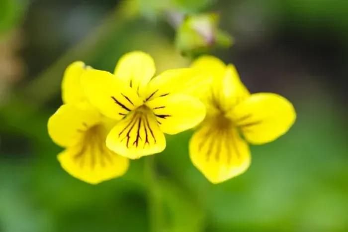 Framed Print : Norway, Nordland. Arctic Yellow violet (Viola biflora)