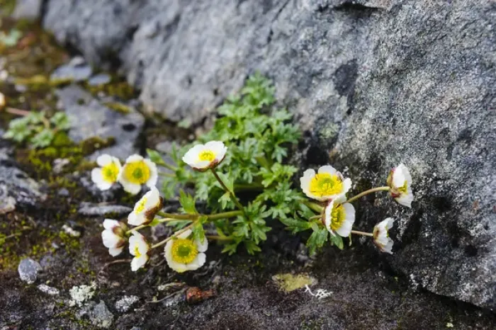 Framed Print : Norway, Nordland. Glacier Buttercup (Ranunculus glacialis) ggrowing in a rock crevice Framed Print : Norway, Nordland. Glacier Buttercup (Ranunculus glacialis) ggrowing in a rock crevice