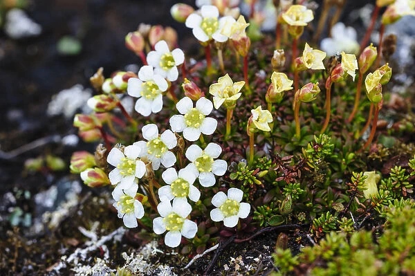 Norway, Nordland. Lapland Diapensia (Diapensia lapponica)