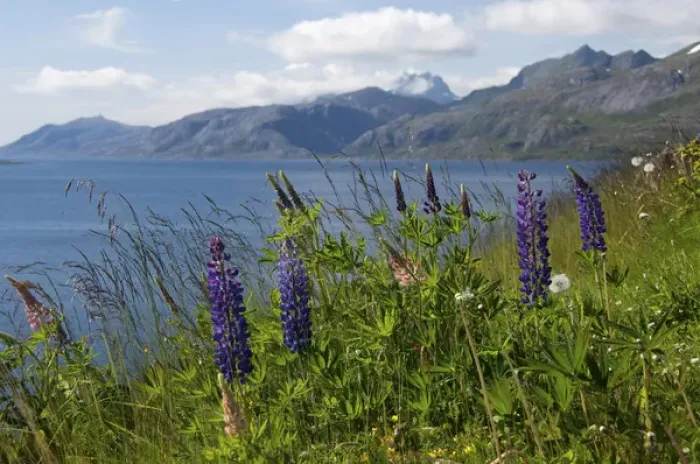 Framed Print : Norway, Nordland, Lofoten Archipelago. Summer wildflower fields of lupine along scenic Framed Print : Norway, Nordland, Lofoten Archipelago. Summer wildflower fields of lupine along scenic