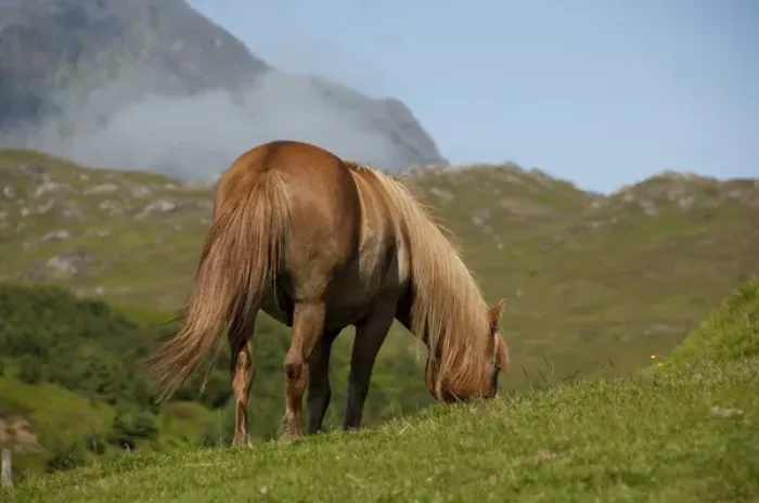 Framed Print : Norway, Nordland, Lofoten Archipelago, Borgelva. Fjord Horse in pasture Framed Print : Norway, Nordland, Lofoten Archipelago, Borgelva. Fjord Horse in pasture