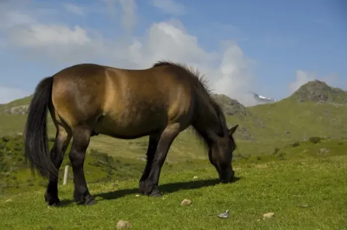 Framed Print : Norway, Nordland, Lofoten Archipelago, Borgelva. Fjord Horse in pasture, special Framed Print : Norway, Nordland, Lofoten Archipelago, Borgelva. Fjord Horse in pasture, special