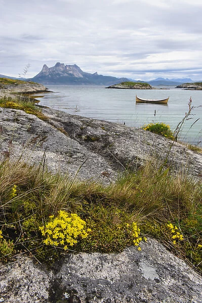 Norway, Nordland. Rock slab with Sedum sp