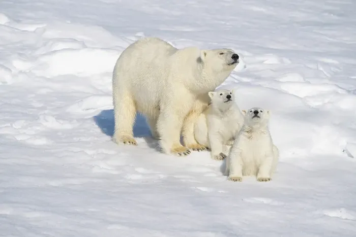 Framed Print : Norway, Svalbard. Polar Bear mother with a pair of 6 month old cubs on pack ice north of Svalbard in the Arctic Ocean ©Don Grall  /  Jaynes Gallery  /  DanitaDelimont.com