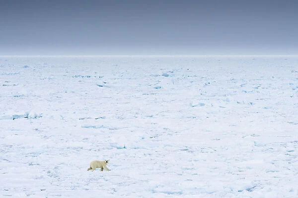 Norway, Svalbard, 82 degrees North. Polar bear moves across the landscape