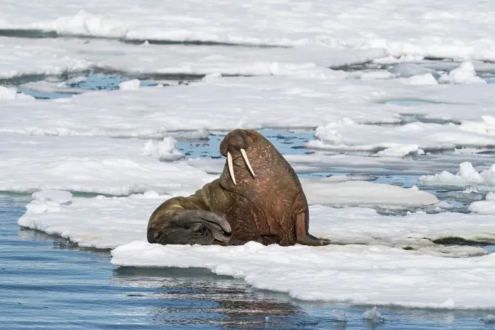 Framed Print : Norway, Svalbard. Bearded seal on an ice floe in Arctic Ocean. ©Don Grall / Jaynes Gallery / DanitaDelimont.com Framed Print : Norway, Svalbard. Bearded seal on an ice floe in Arctic Ocean. ©Don Grall / Jaynes Gallery / DanitaDelimont.com