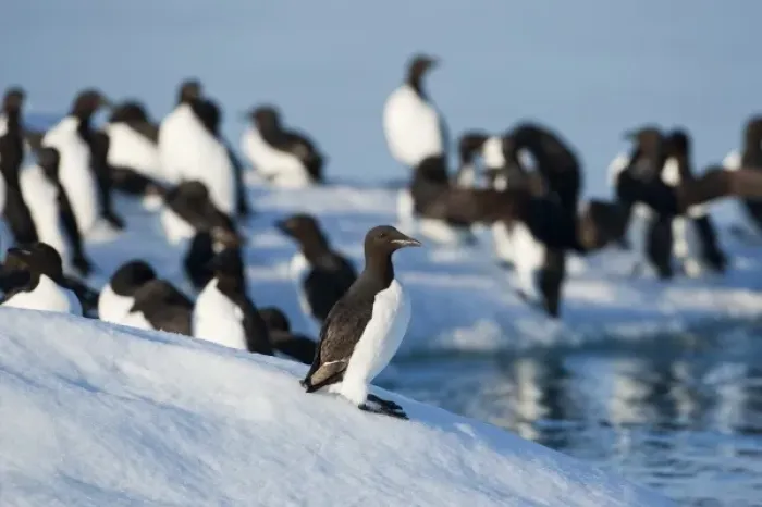 Framed Print : Norway, Svalbard, Bronnichs Guillemot (Uria lomvia) gathering on melting iceberg