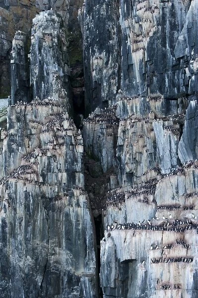 Norway, Svalbard, Brunnichs Guillemot (Uria lomvia) nesting in vast numbers