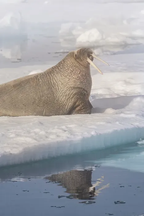 Framed Print : Norway, Svalbard. Close-up of male walrus on ice floe in Arctic Ocean. ©Don Grall  /  Jaynes Gallery  /  DanitaDelimont.com