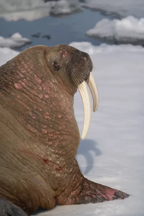 Framed Print : Norway, Svalbard. Close-up of male walrus on ice floe in Arctic Ocean. ©Don Grall / Jaynes Gallery / DanitaDelimont.com Framed Print : Norway, Svalbard. Close-up of male walrus on ice floe in Arctic Ocean. ©Don Grall / Jaynes Gallery / DanitaDelimont.com