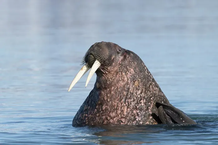 Framed Print : Norway, Svalbard. Close-up of male walrus in ocean. ©Don Grall  /  Jaynes Gallery  /  DanitaDelimont.com