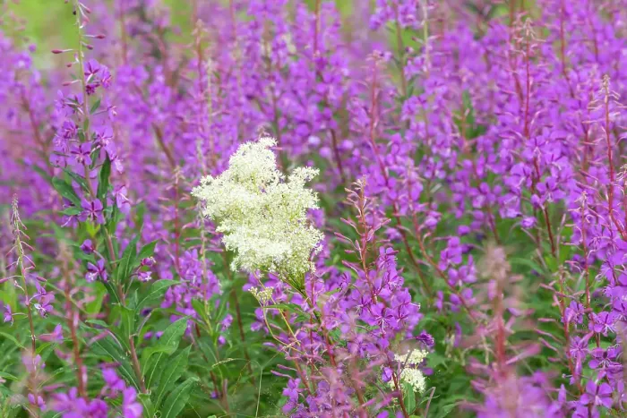 Framed Print : Norway, Svalbard. Close-up of meadowsweet and pink fireweed flowers. ©Don Grall / Jaynes Gallery / DanitaDelimont.com Framed Print : Norway, Svalbard. Close-up of meadowsweet and pink fireweed flowers. ©Don Grall / Jaynes Gallery / DanitaDelimont.com